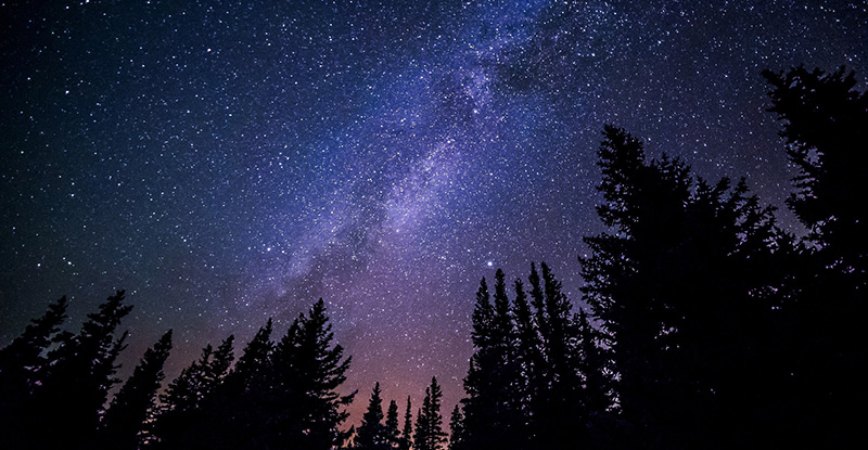 A photo captured from a low angle, showcasing a night sky sparkling with countless stars, framed by the silhouettes of towering pine trees at the base.
