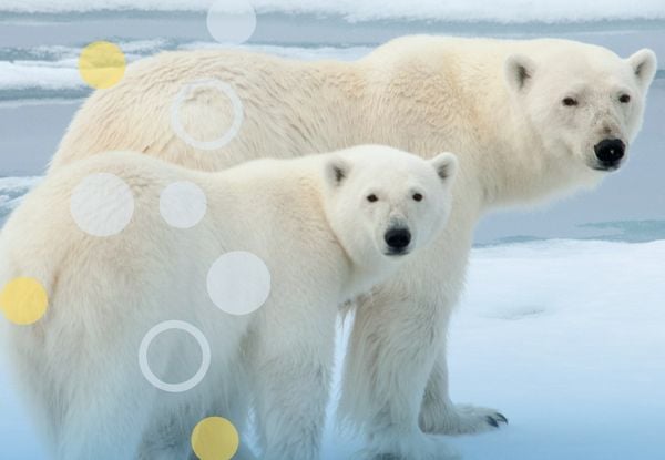 Inuit Learners in Accounting A photo of two polar bears looking at the camera. There is a transparent blue overlay and yellow rings.
