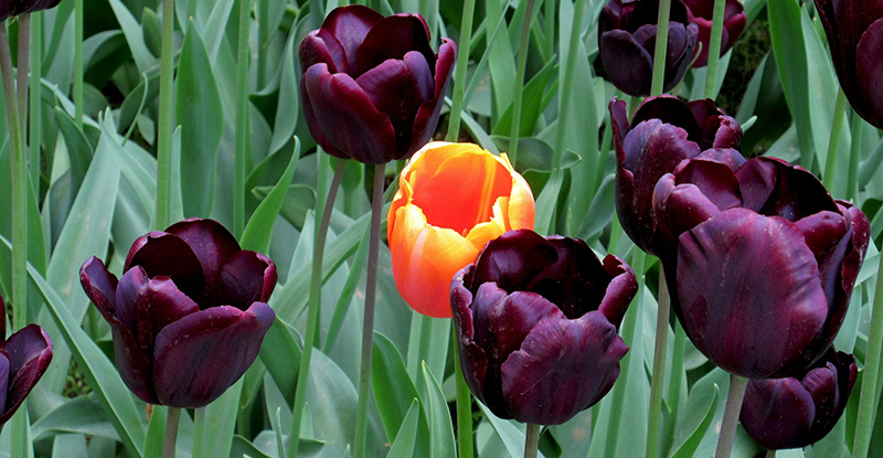 A photo of a field of purple tulips with an orange tulip glowing slightly in the centre.