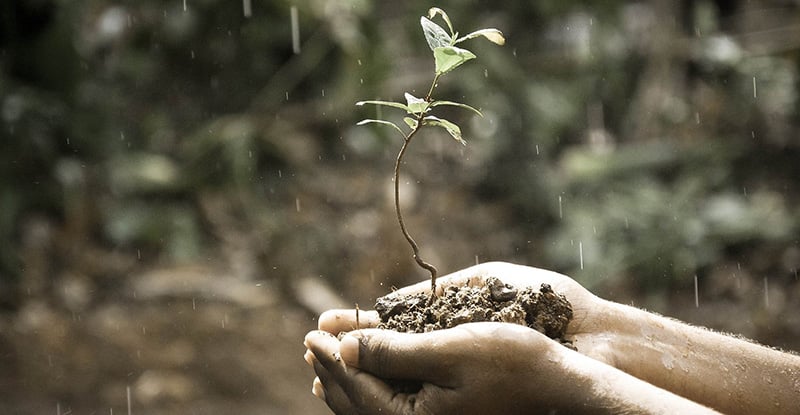 Career Progression, Part 2: Create Value A photo of a person holding a small sapling on a rainy day.
