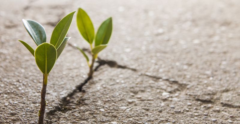 Congrats! You’ve Got Your CPA, Now What? A photo of two small plants emerging from a crack in the road, symbolizing resilience and growth.