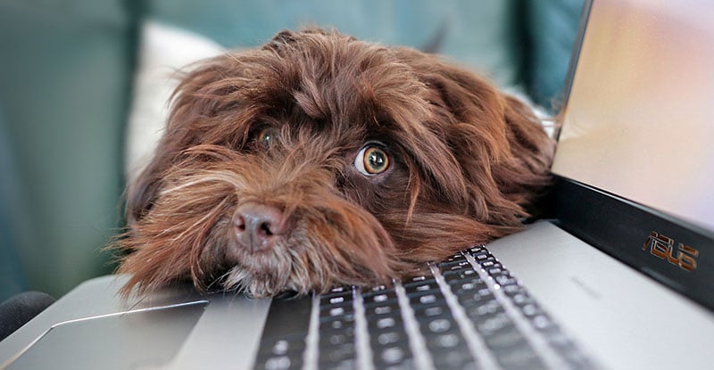 What happens if… Options for candidates expelled from CPA PEP A photo of a fluffy dog resting its head on a laptop's keyboard looking at the camera.