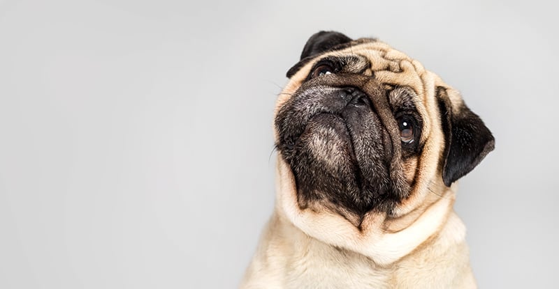 I am ready to go to membership. What happens with dues I have paid to CPAWSB? A photo of a pug looking up thoughtfully against a plain background.